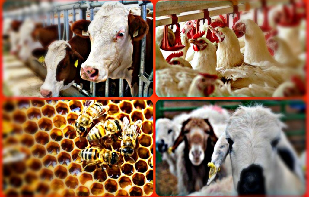 çiftlik hayvanları